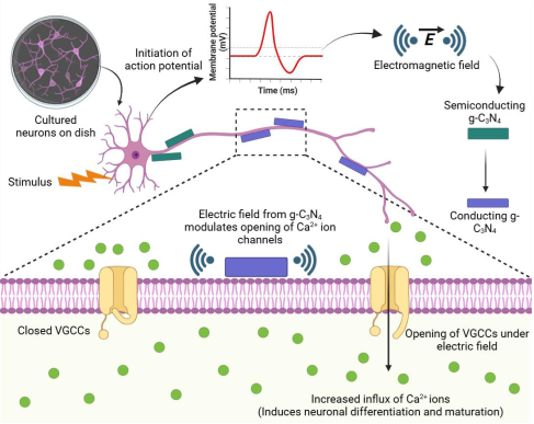 Induced neuronal